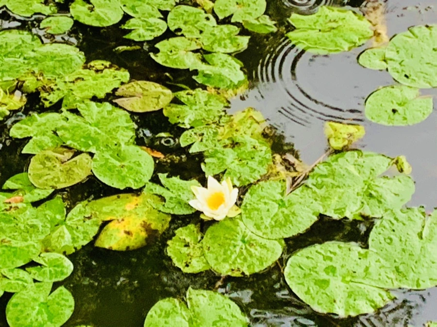 IMG_8317.jpg?type=w966