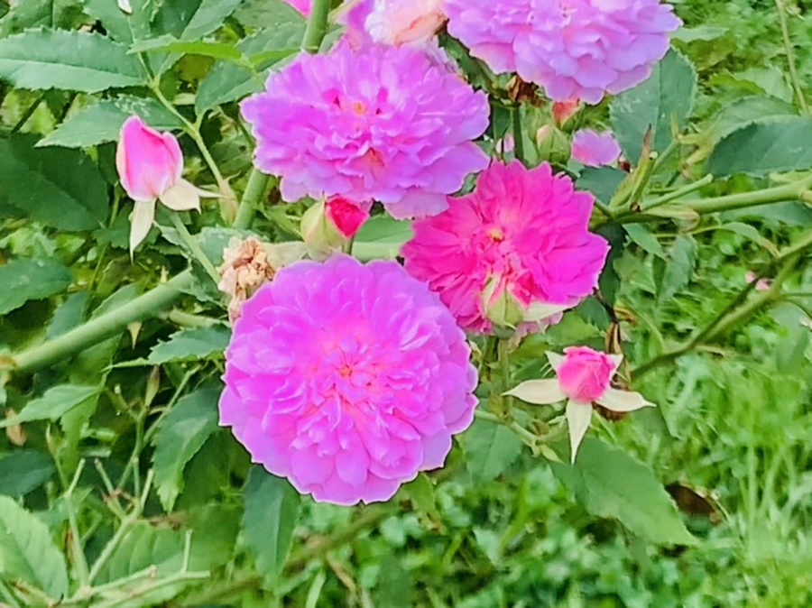 IMG_5036.jpg?type=w966