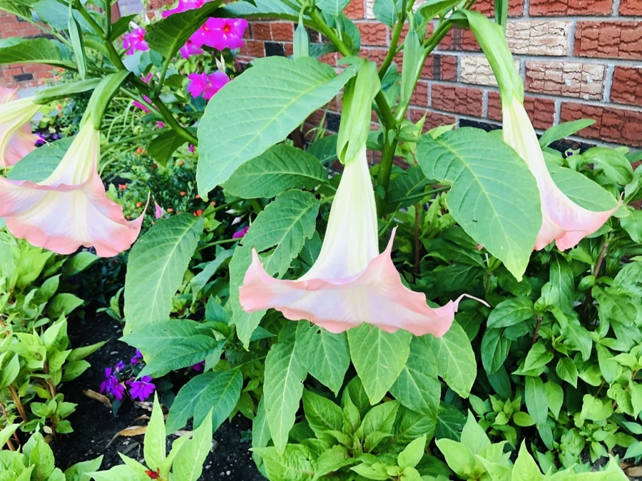 IMG_3569.jpg?type=w966