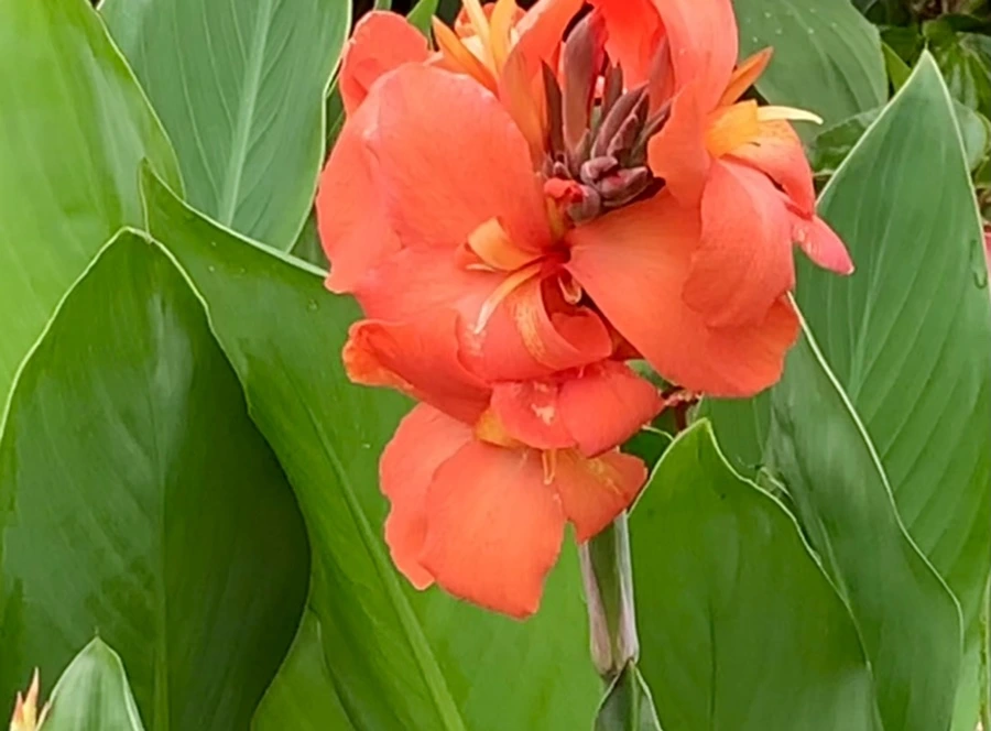 IMG_6984.jpg?type=w966