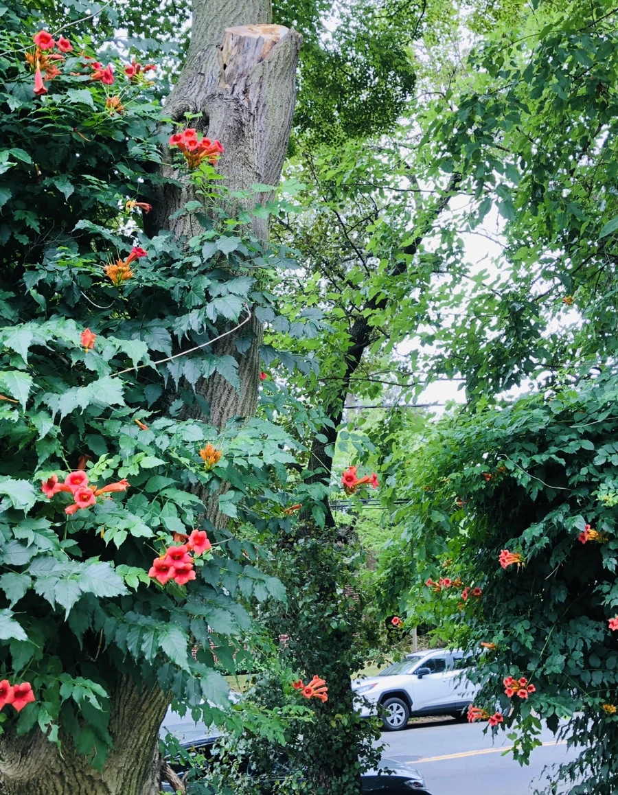 IMG_2047.jpg?type=w966