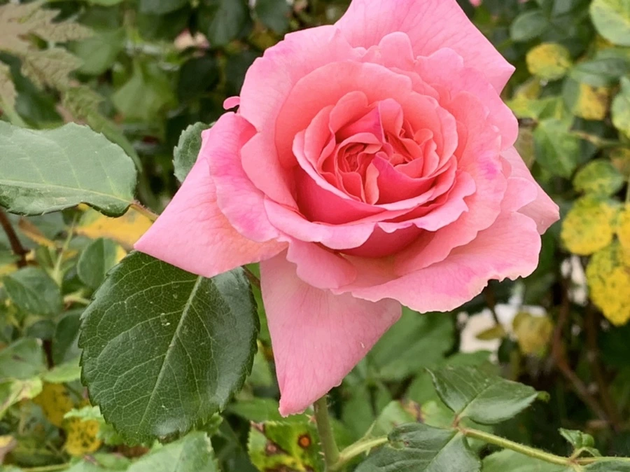 IMG_6088.jpg?type=w966