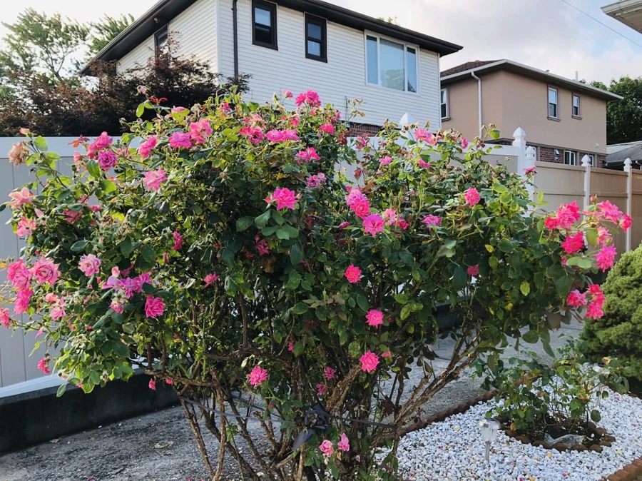 IMG_2170.jpg?type=w966