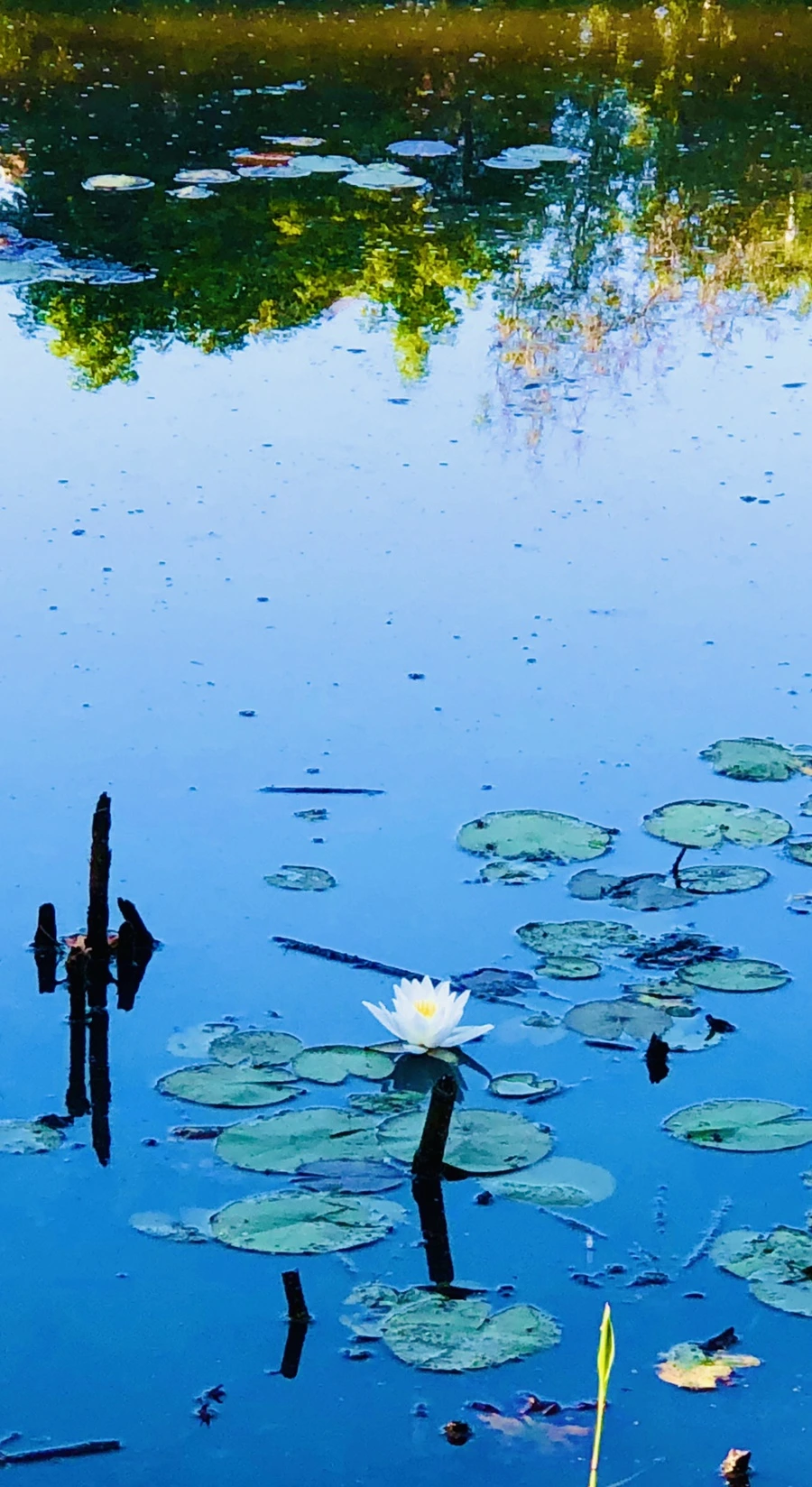 IMG_3772.jpg?type=w966