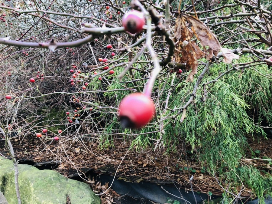 IMG_8770.jpg?type=w966