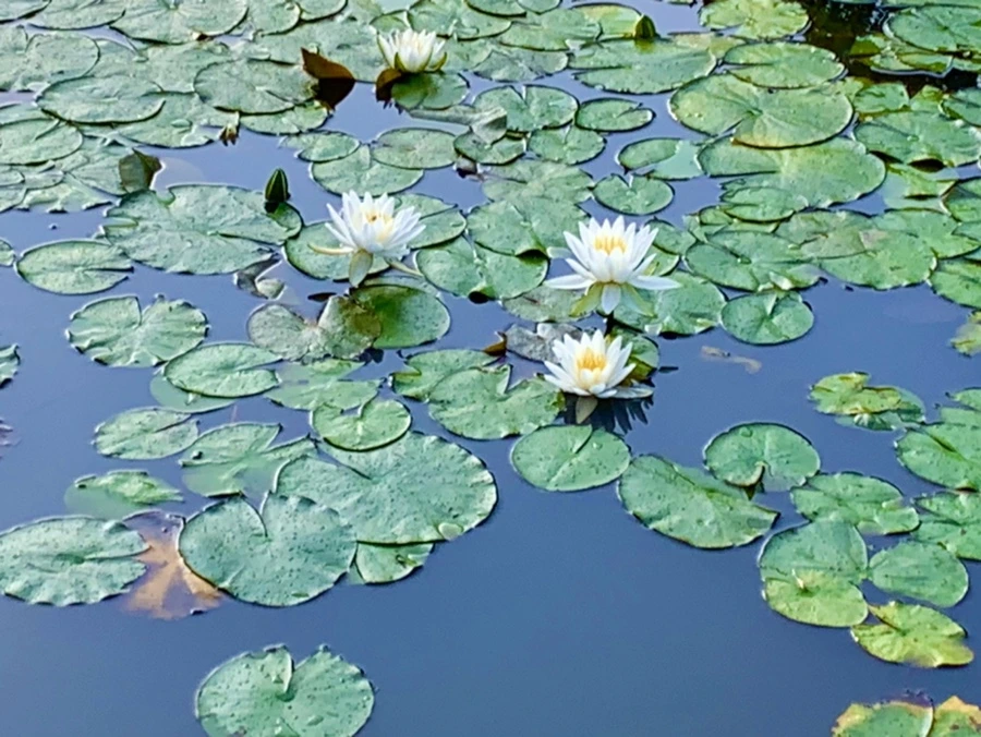 IMG_0785.jpg?type=w966