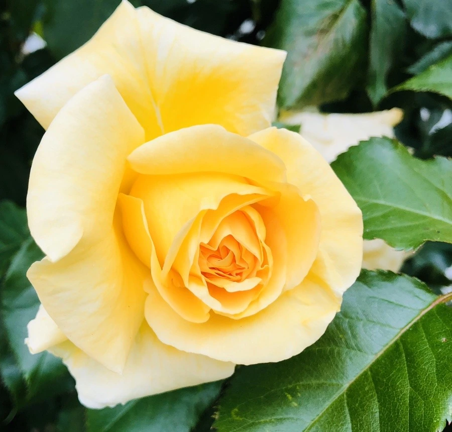 wLu764oh73OwrmjN_fArZcSoXWw