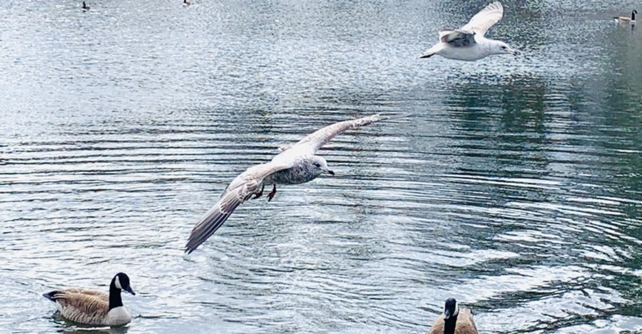 IMG_7983.jpg?type=w966