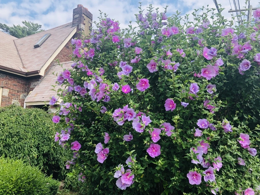 IMG_7177.jpg?type=w966