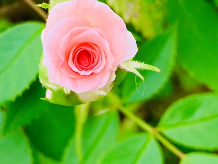 IMG_2685.jpg?type=w966