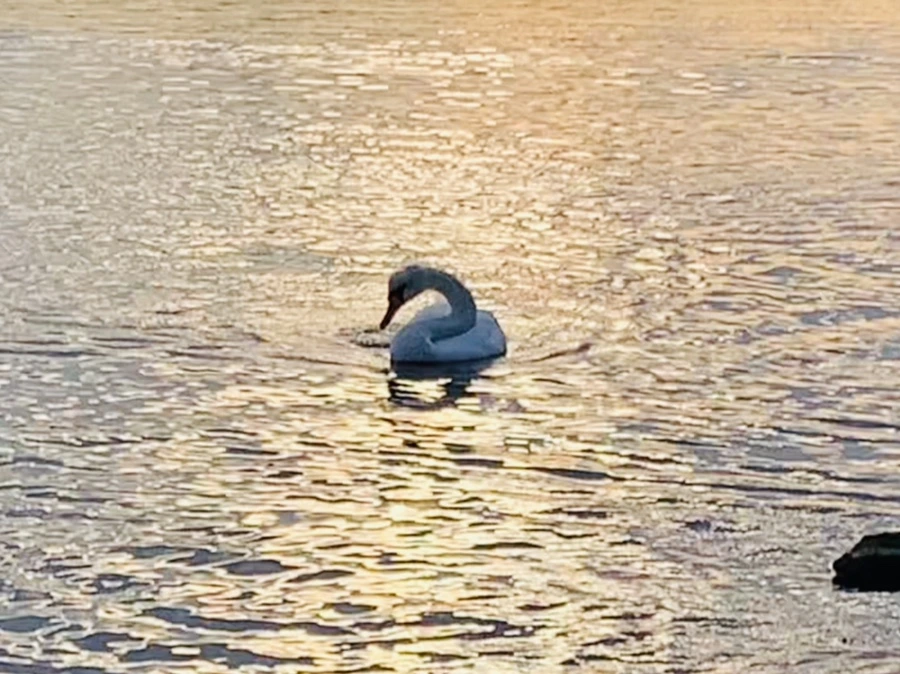 IMG_1427.jpg?type=w966