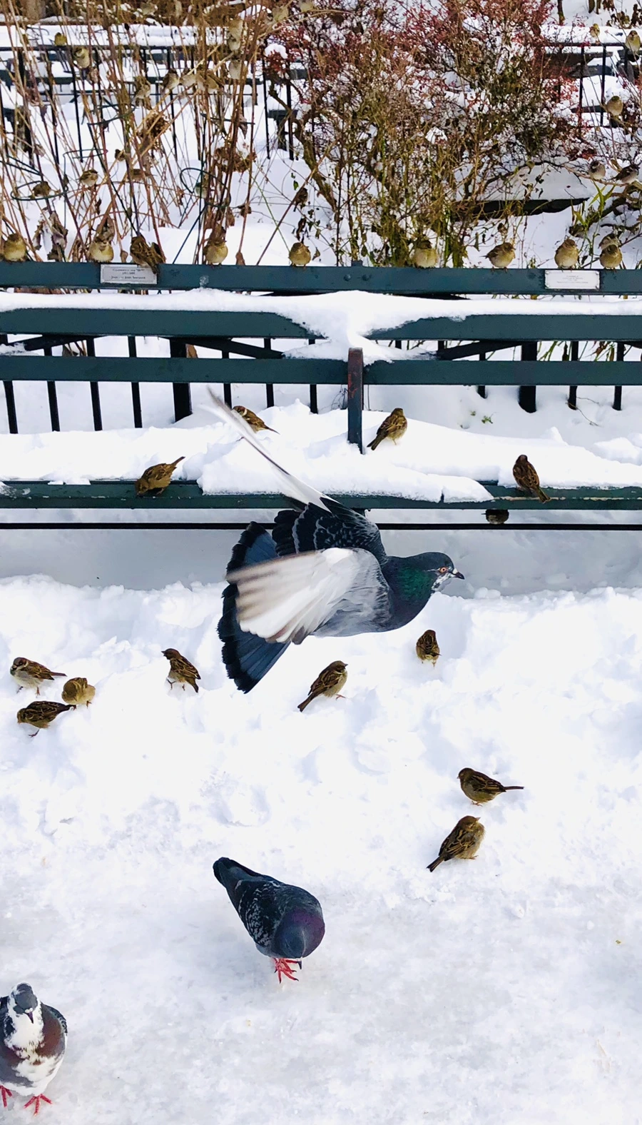 IMG_7253.jpg?type=w966