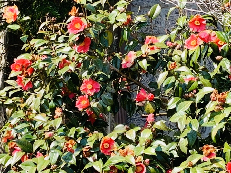 IMG_4337.jpg?type=w966