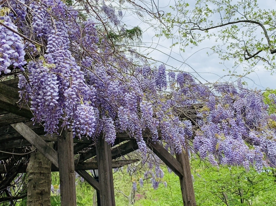 IMG_8774.jpg?type=w966