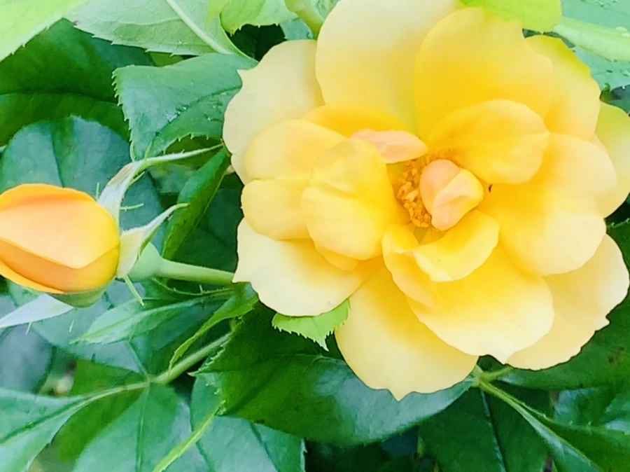 IMG_7901.jpg?type=w966