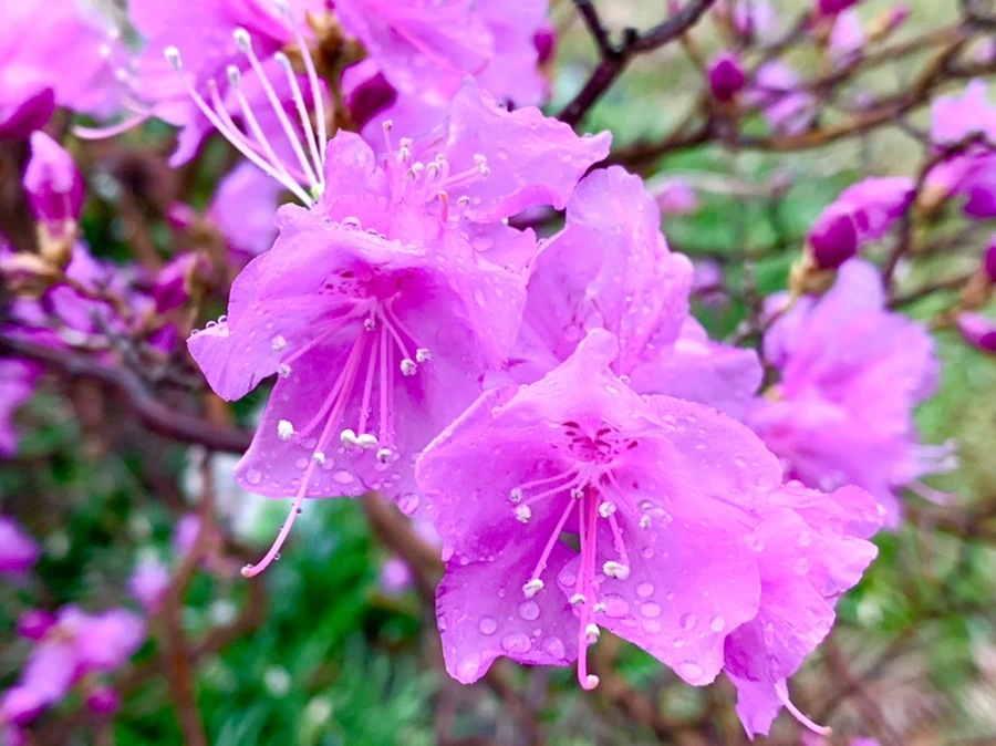 IMG_4867.jpg?type=w966