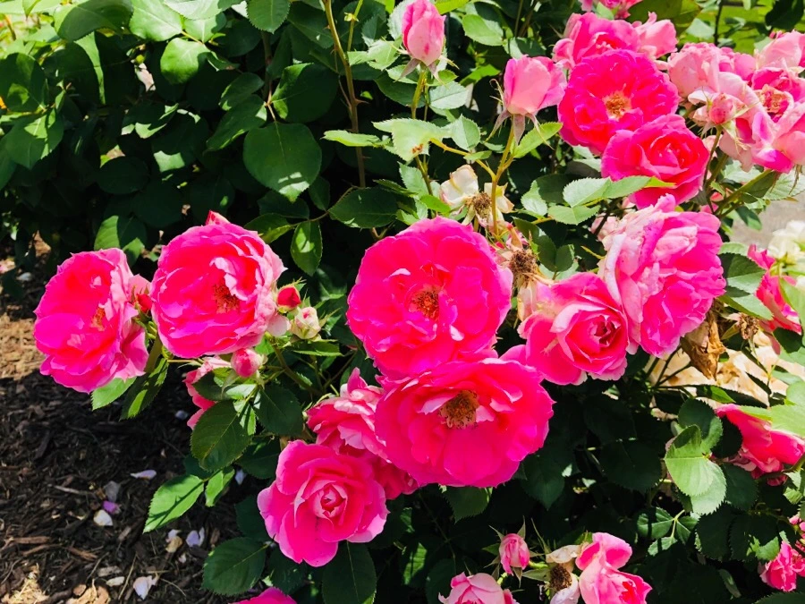 IMG_7161.jpg?type=w966