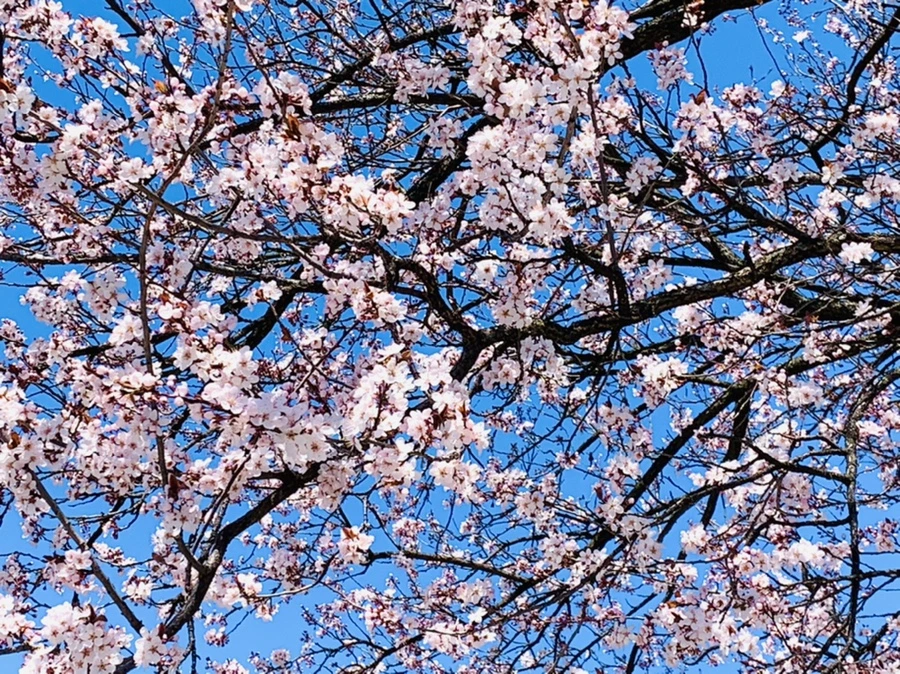 IMG_7743.jpg?type=w966