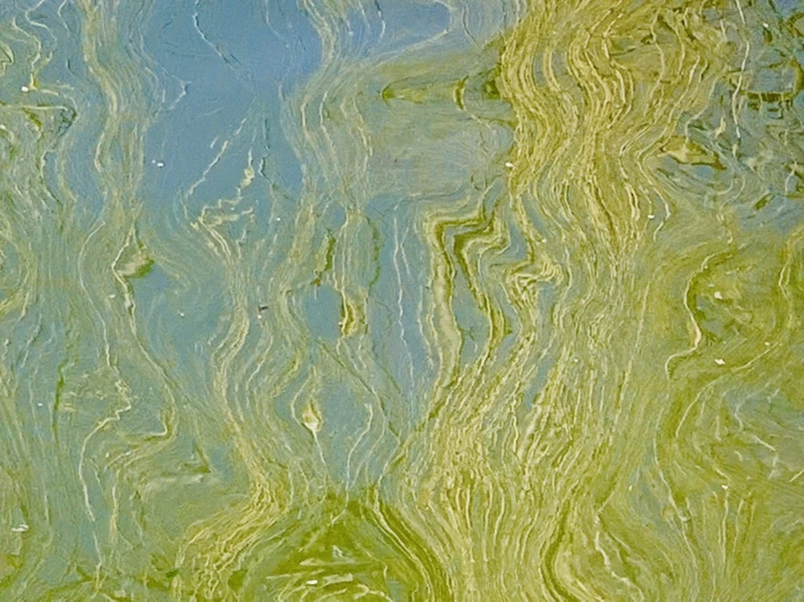 IMG_0602.jpg?type=w966