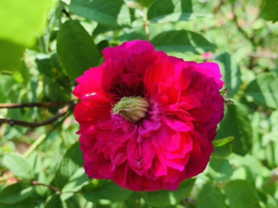 IMG_4306.jpg?type=w966