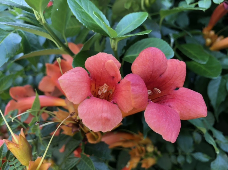 IMG_8251.jpg?type=w966