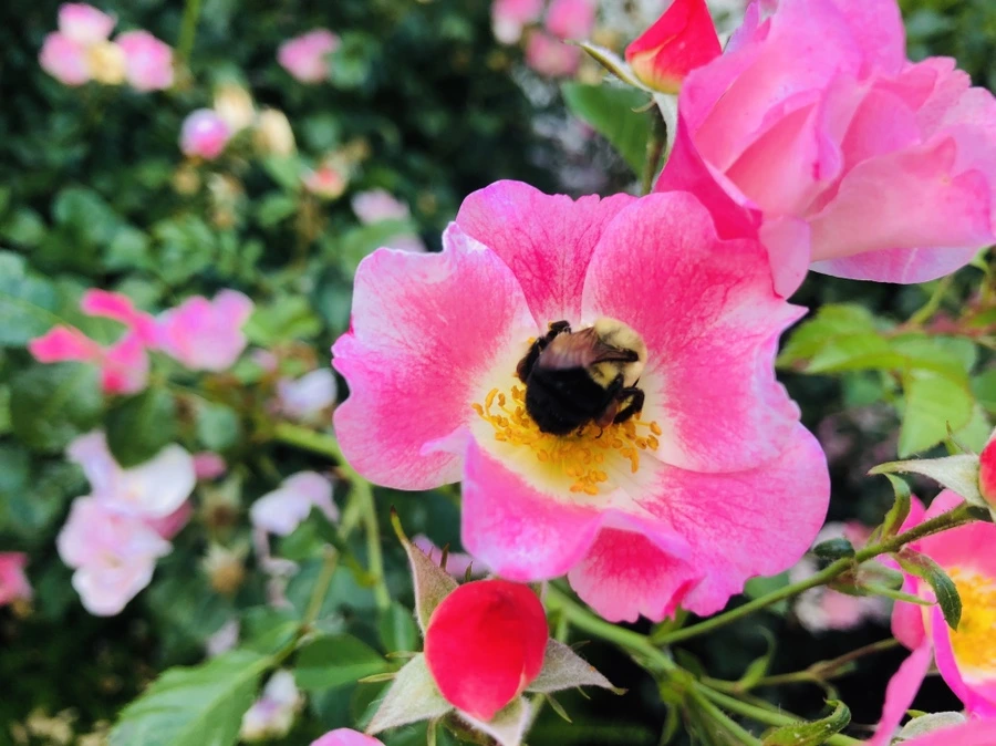 IMG_9977.jpg?type=w966