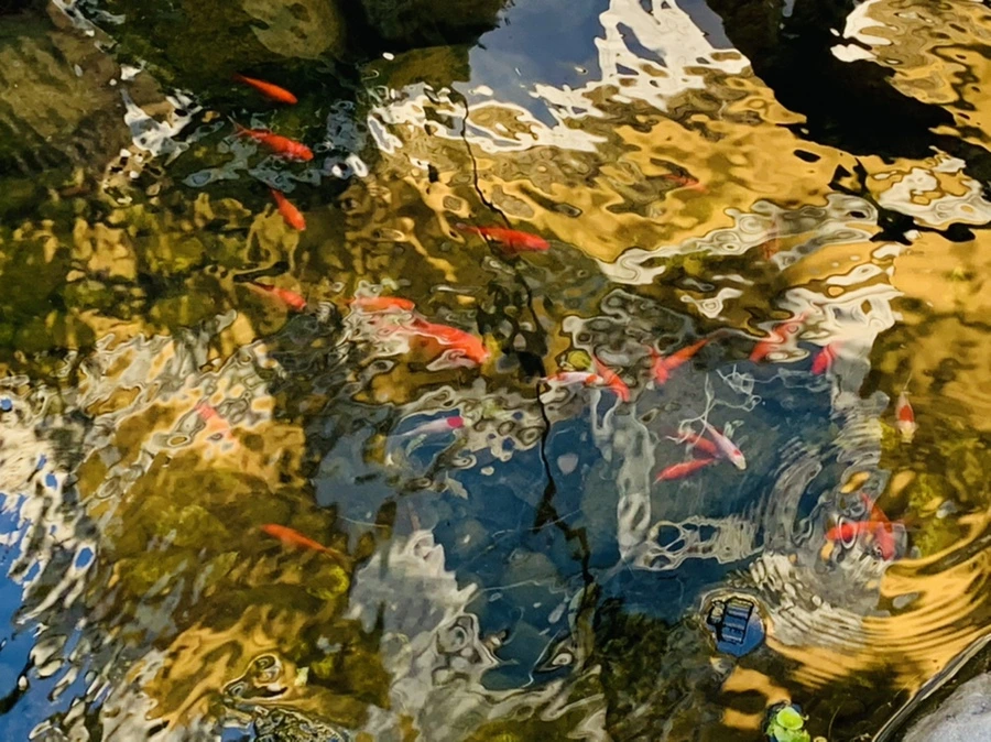 IMG_2137.jpg?type=w966