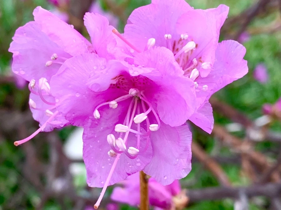 IMG_4778.jpg?type=w966