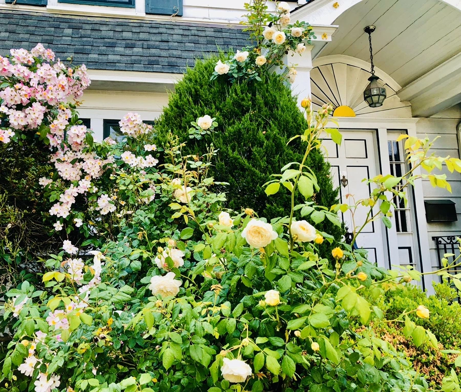 IMG_8028.jpg?type=w966