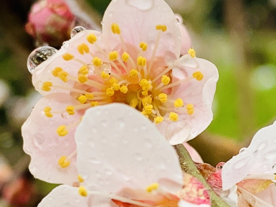 IMG_1827.jpg?type=w966