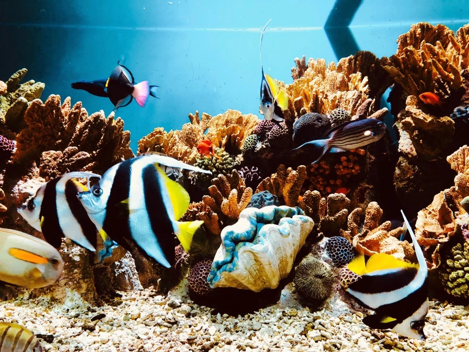 IMG_E1512.jpg?type=w966