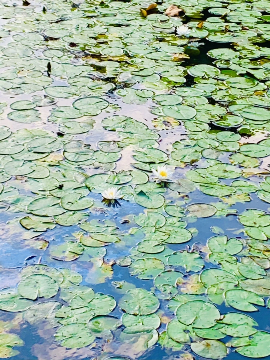 IMG_5862.jpg?type=w966