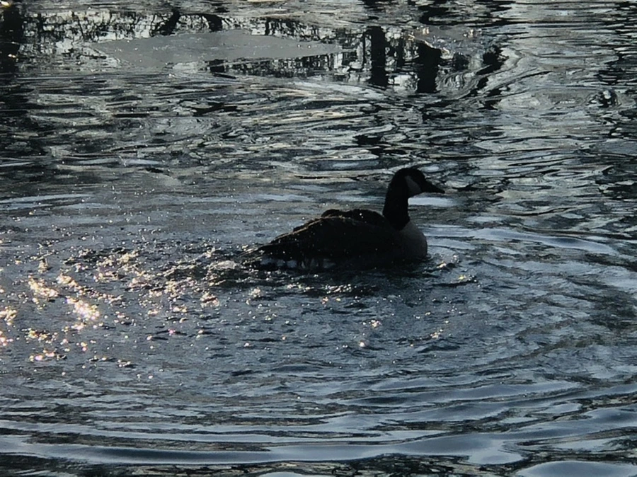 IMG_2839.jpg?type=w966