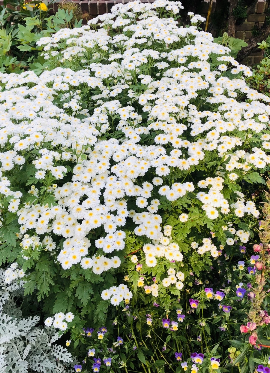 IMG_8707.jpg?type=w966