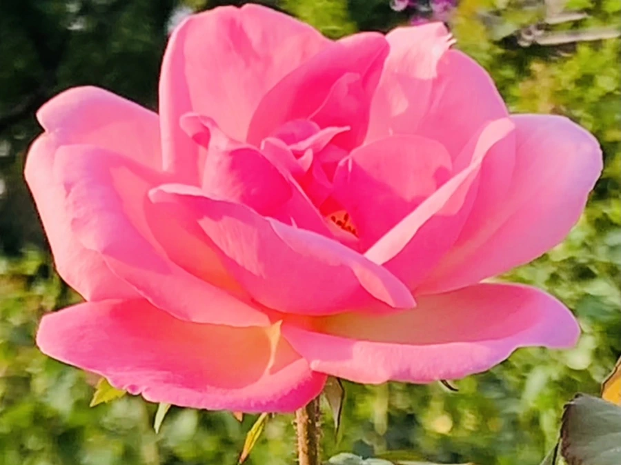 IMG_1218.jpg?type=w966