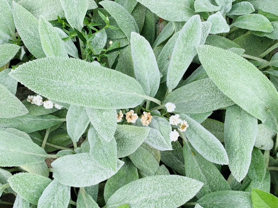 IMG_9509.jpg?type=w966