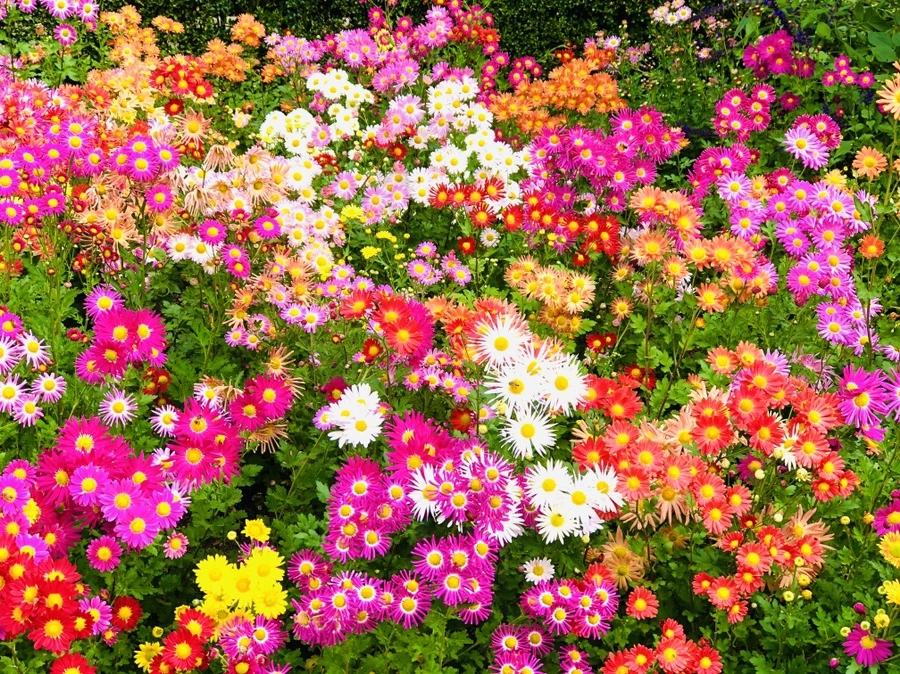 IMG_2447.jpg?type=w966