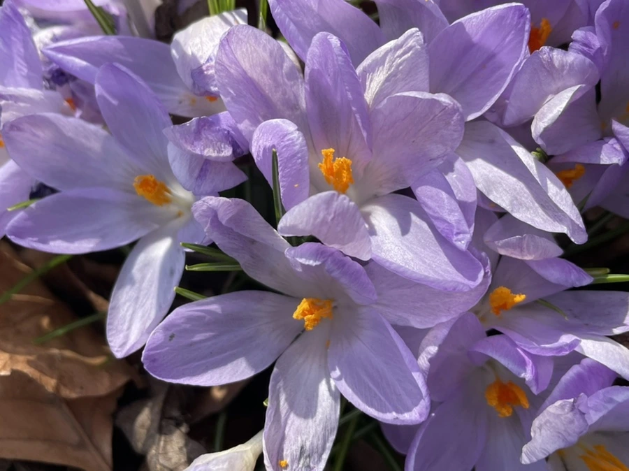 IMG_5333.jpg?type=w966