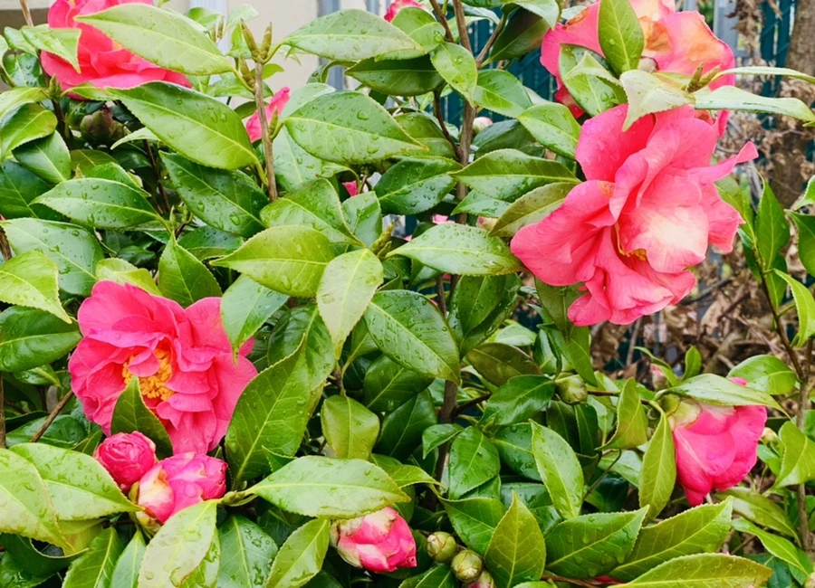 IMG_6248.jpg?type=w966