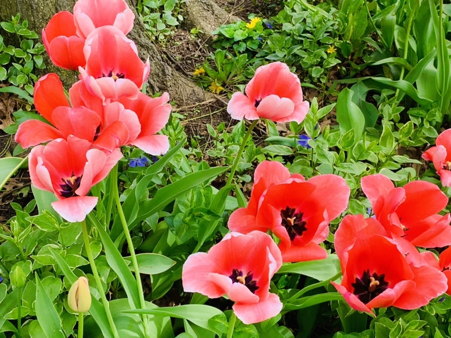 IMG_6974.jpg?type=w966