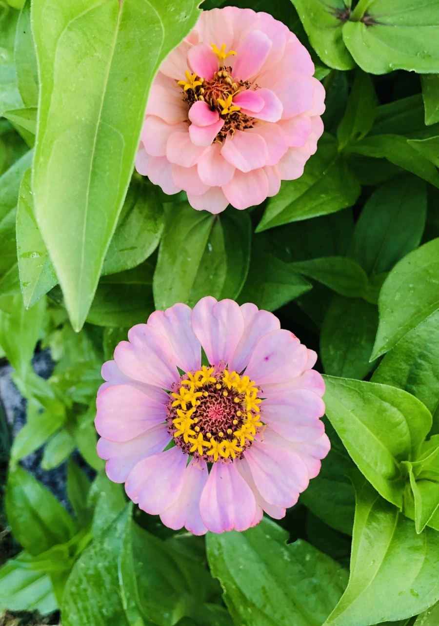 IMG_1614.jpg?type=w966