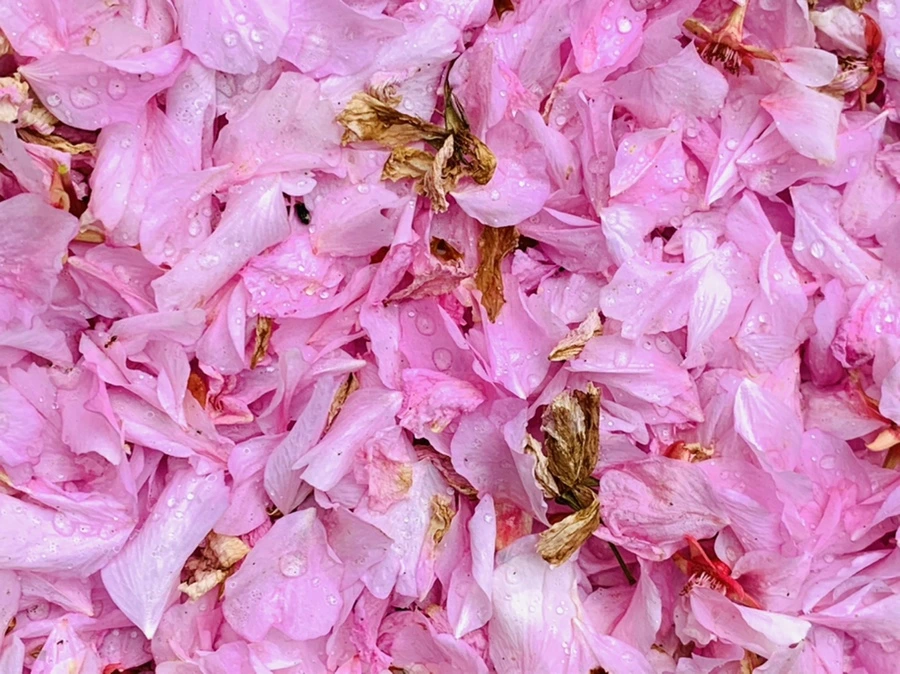 IMG_7283.jpg?type=w966