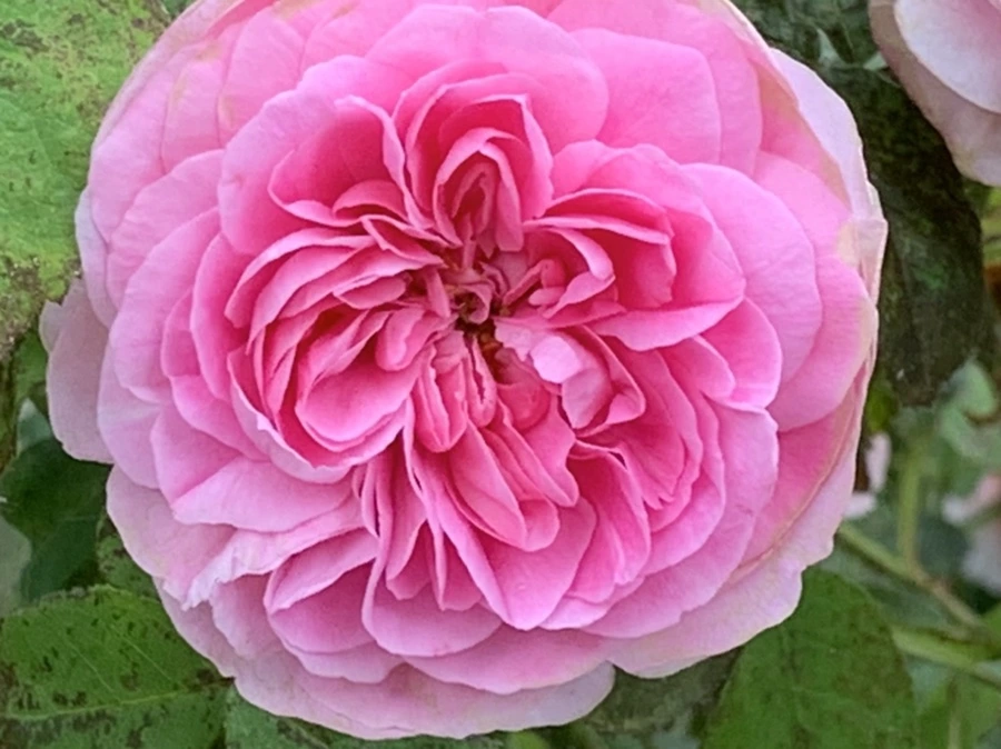 IMG_6044.jpg?type=w966