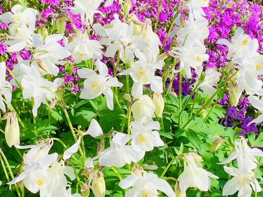 IMG_1108.jpg?type=w966