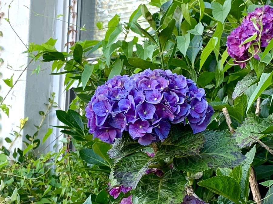 IMG_5315.jpg?type=w966