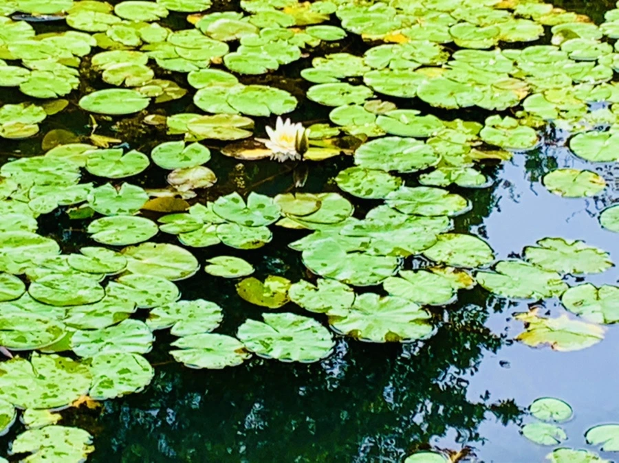 IMG_9280.jpg?type=w966