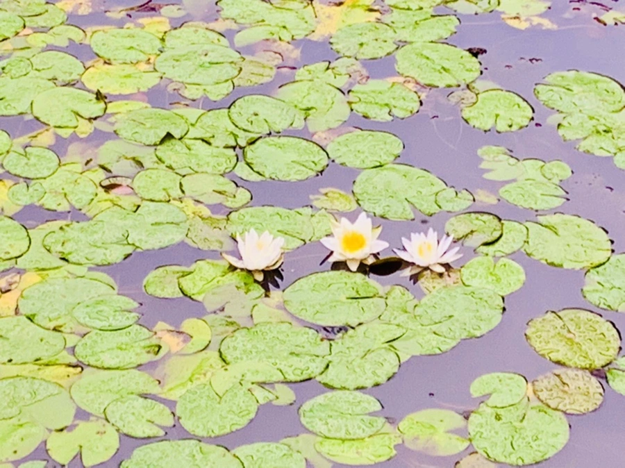 IMG_8363.jpg?type=w966