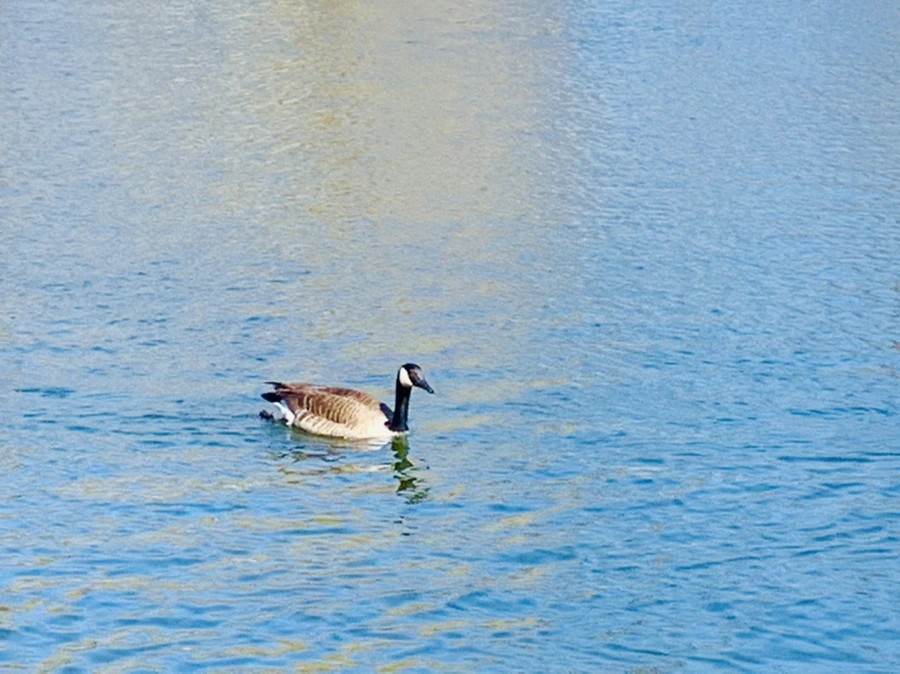 IMG_9902.jpg?type=w966