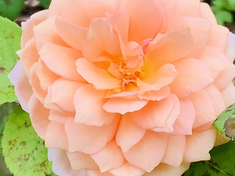 IMG_7907.jpg?type=w966