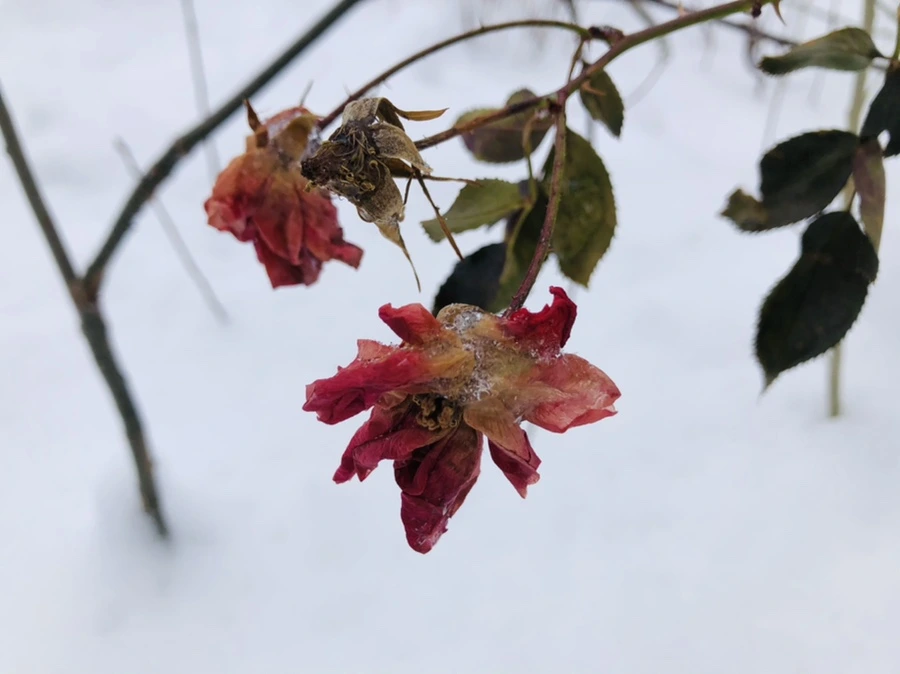 IMG_8938.jpg?type=w966